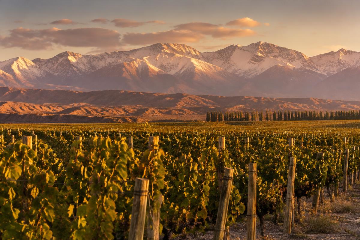 Vinhedos de altitude em Mendoza com os Andes ao fundo